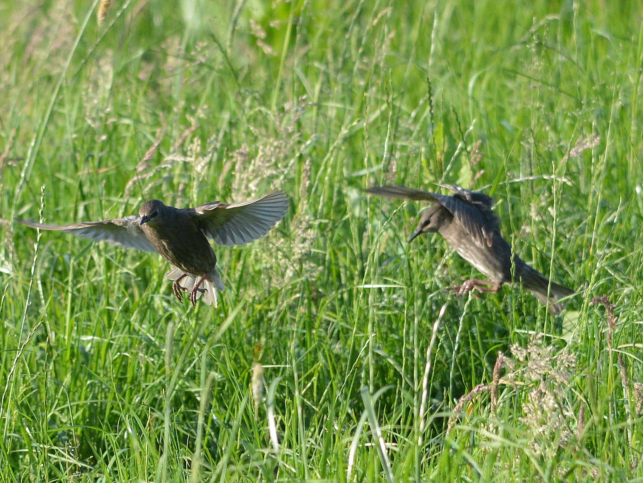 Wat zijn dit voor vogels??