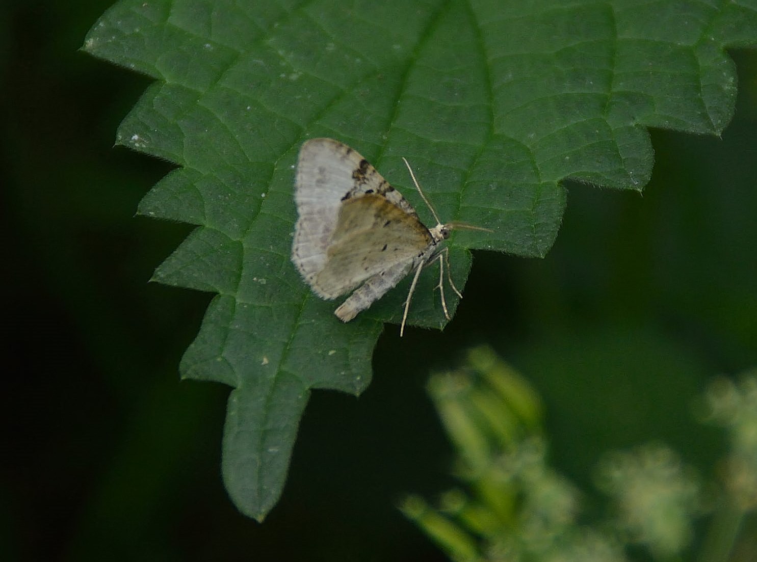 Welke vlinder is dit ?