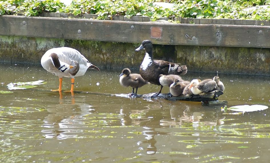 Moeder een en vader gans ?
