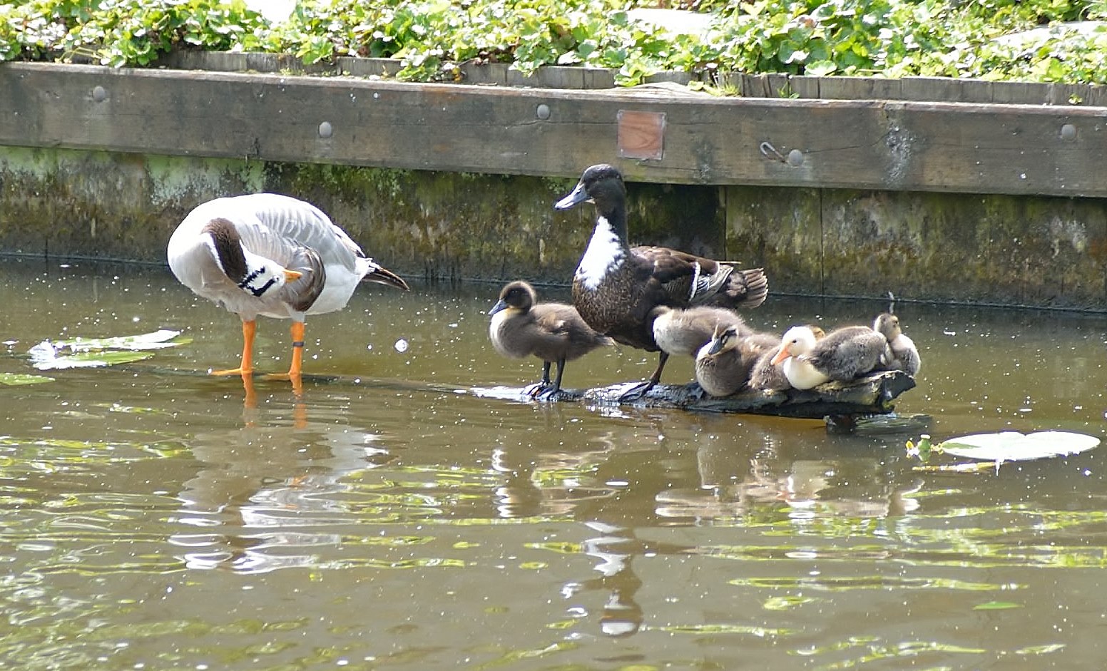 Moeder een en vader gans ?