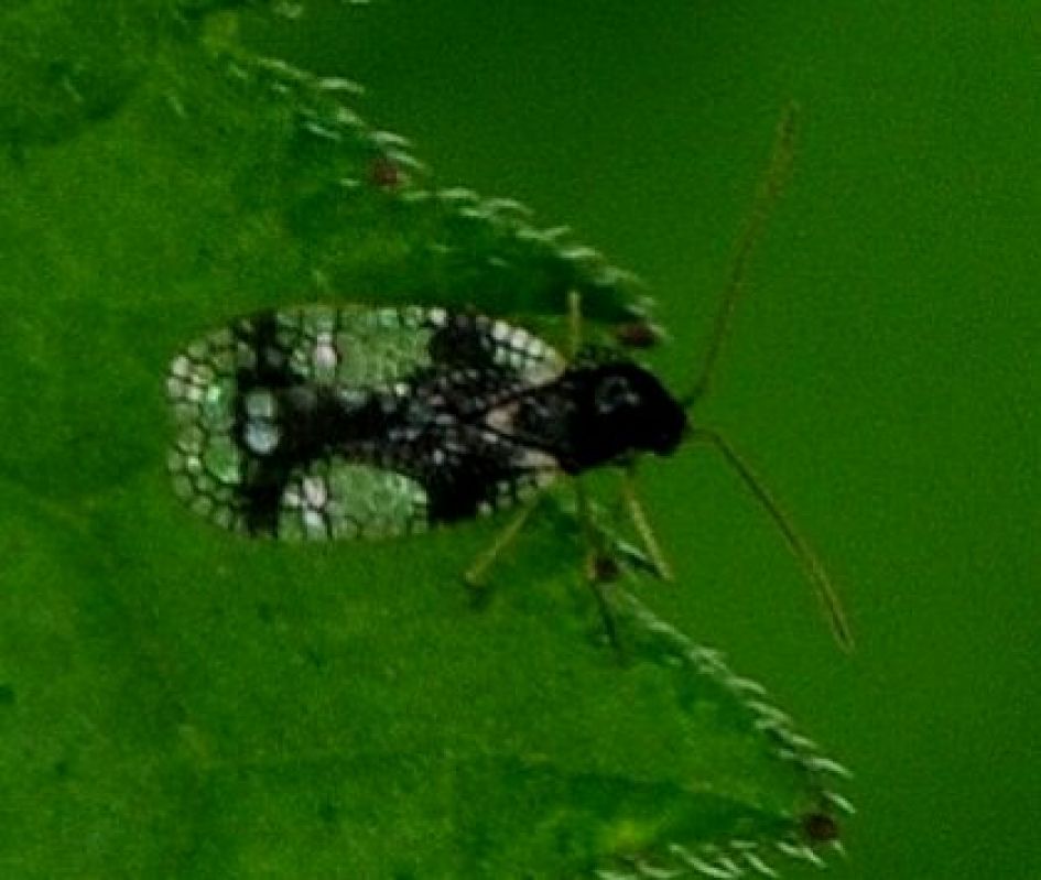 Geen vlieg, maar welk kevertje/wants