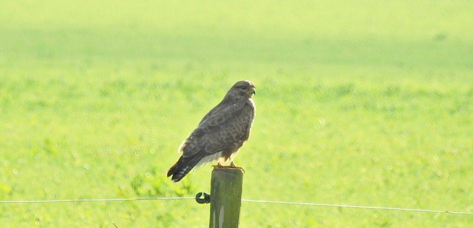 Buizerd of
