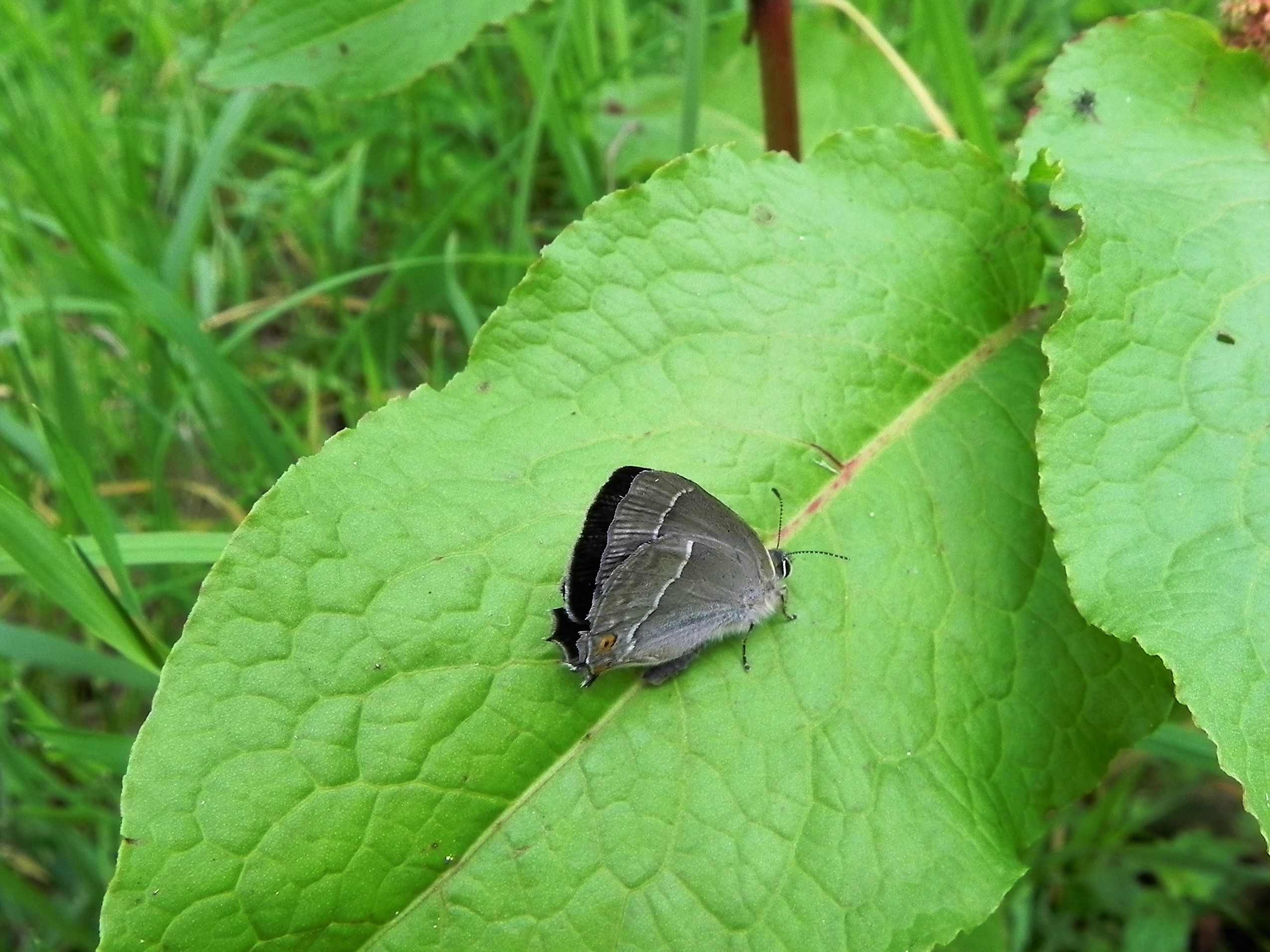 Wie weet de naam van deze vlinder?