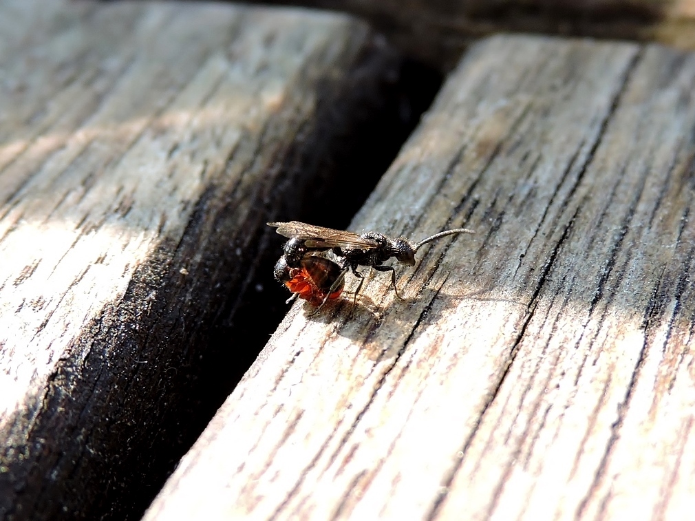 Wat gebeurd hier een paring??