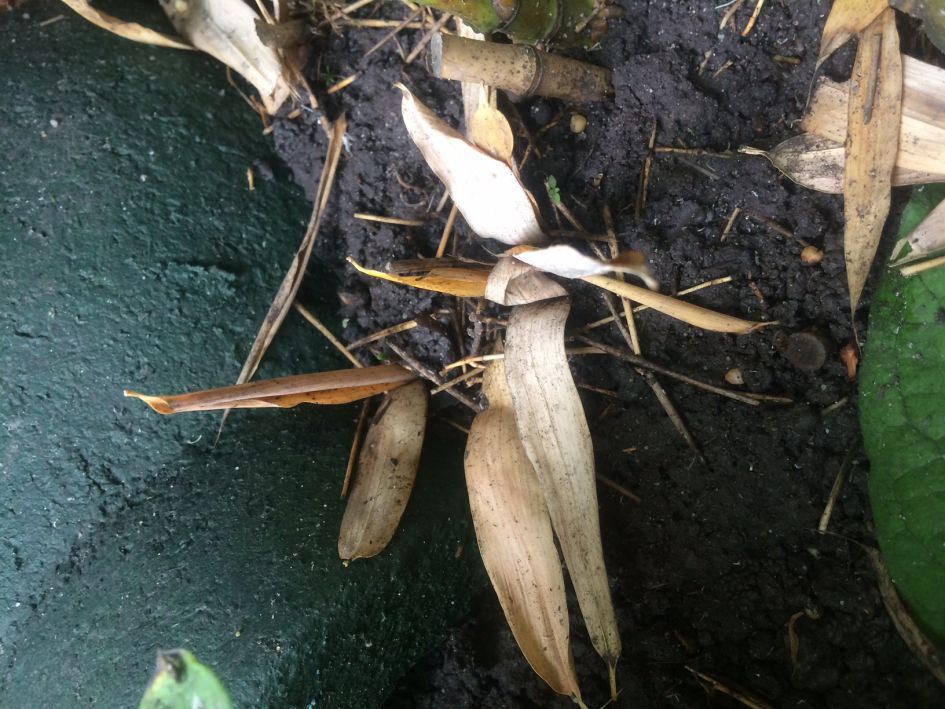 Welk beestje maakt dit holletje?