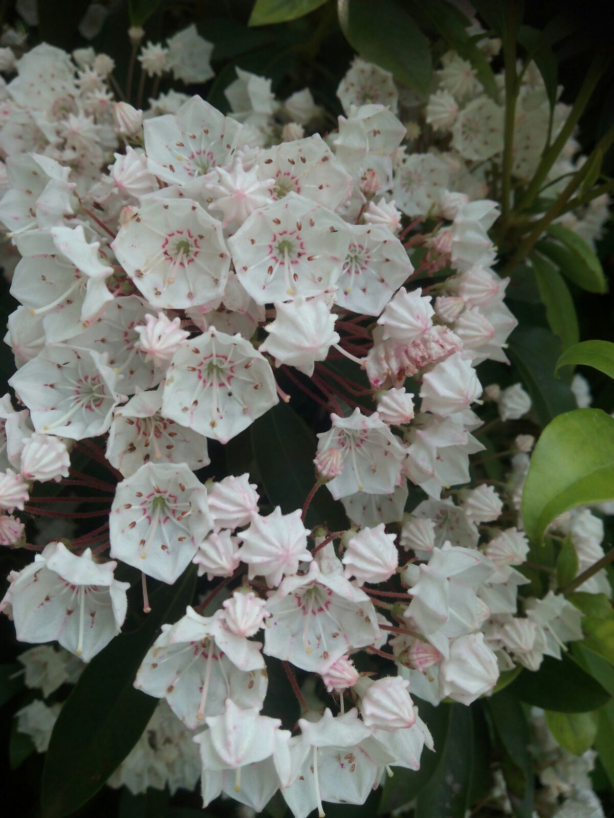 Struik met wit rosé bloempje