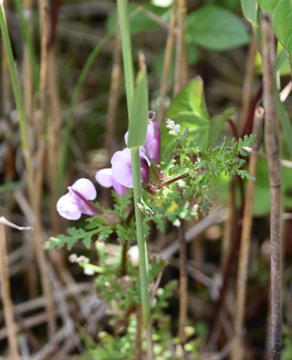 Wie kent dit bloemetje