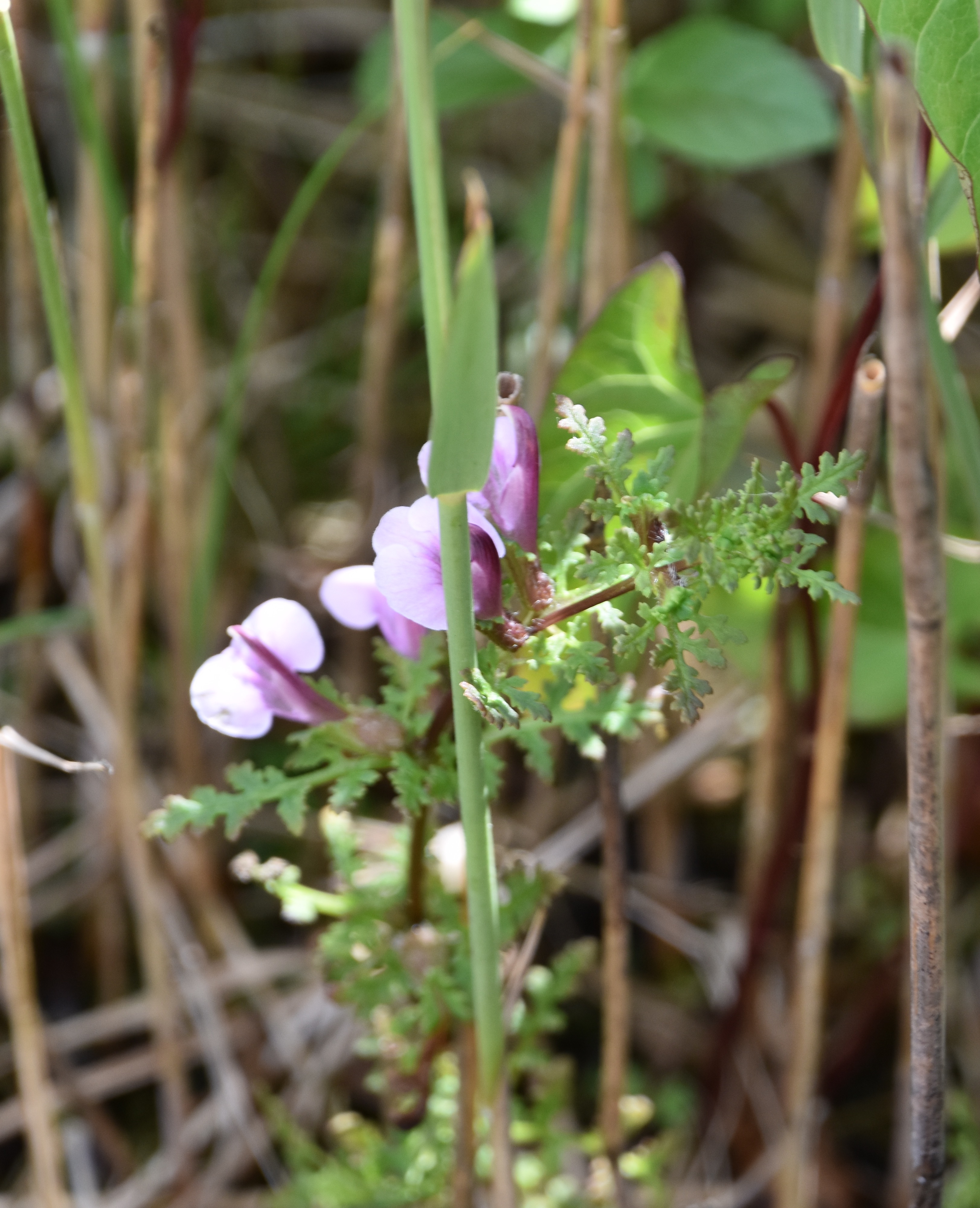 Wie kent dit bloemetje
