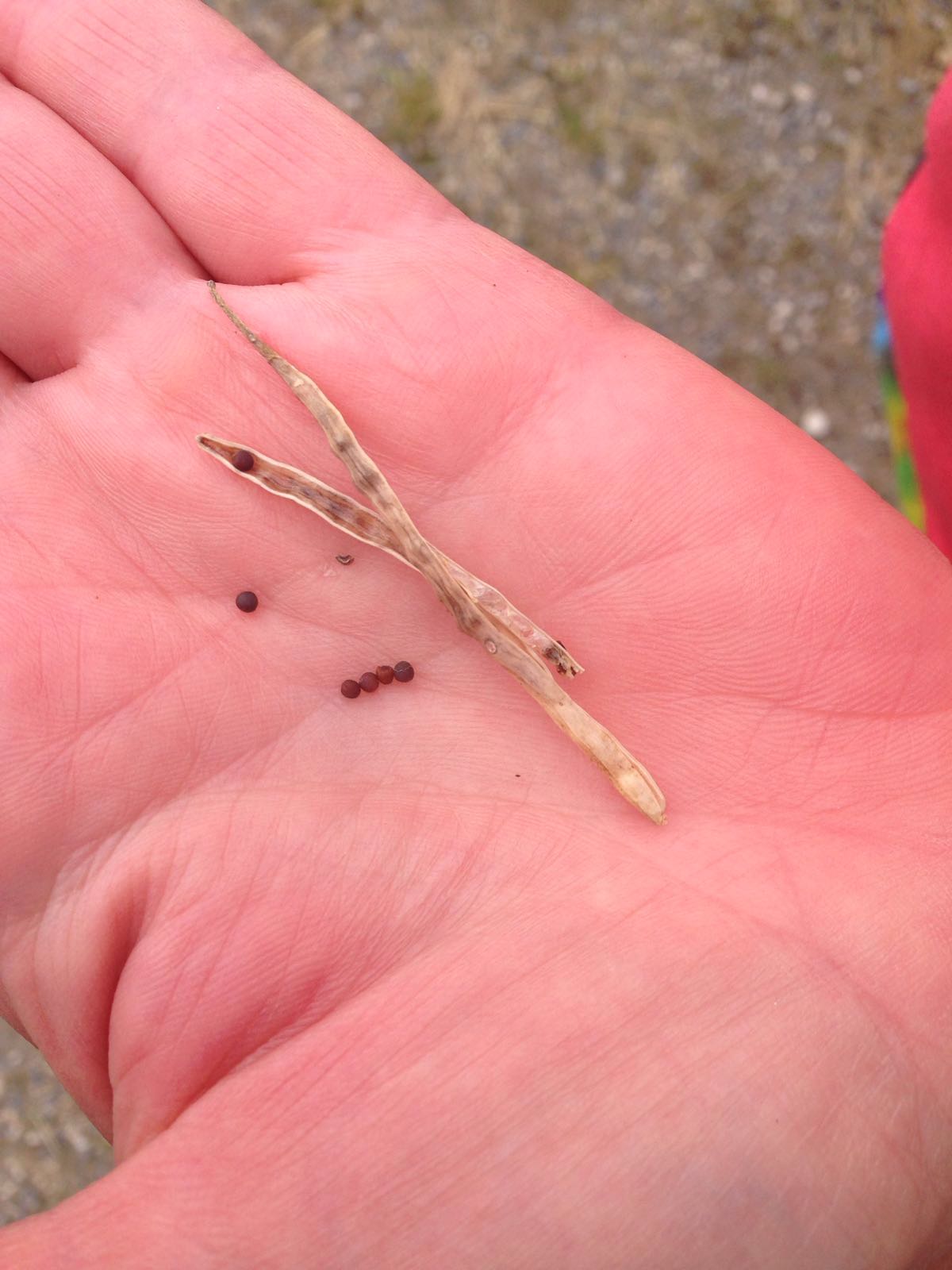 Wie kent deze groene plant?