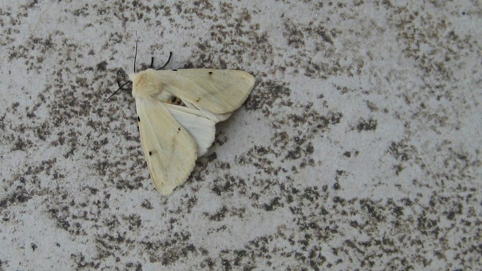 Nachtvlinder onbekend