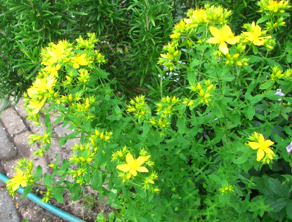 gele bloemen. Leuke plant.