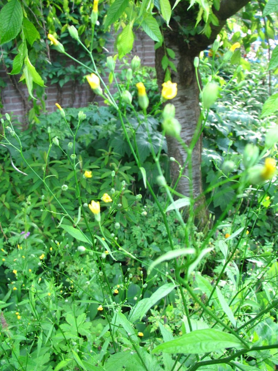 sprieterige gele bloemetjes .