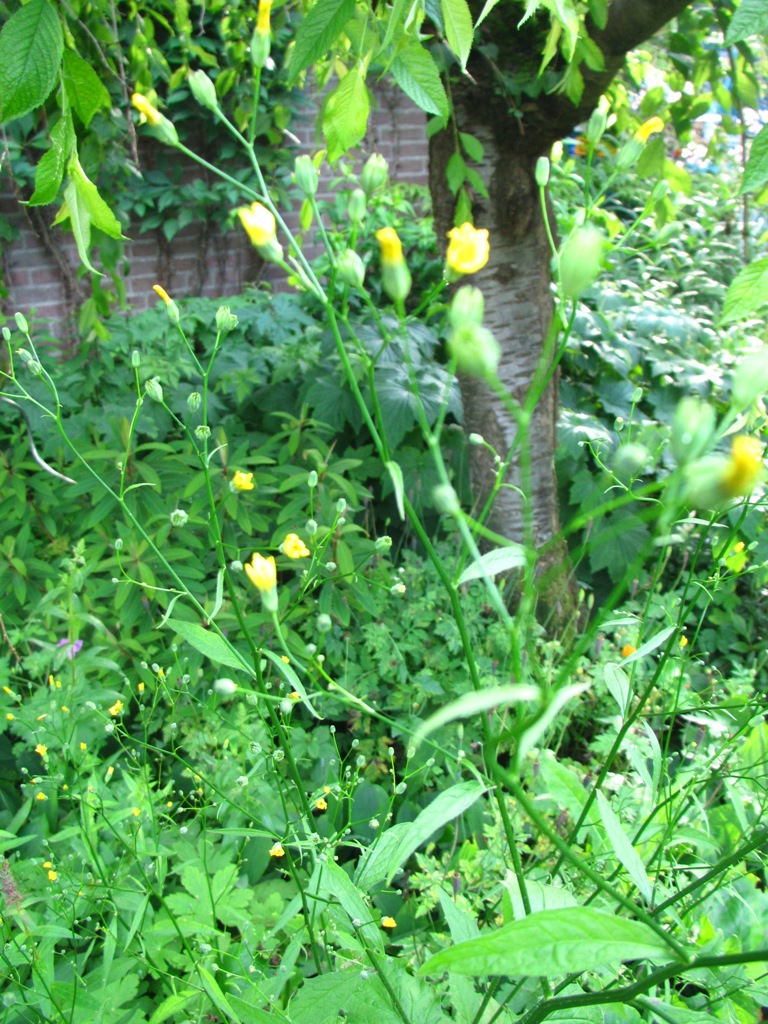 sprieterige gele bloemetjes .