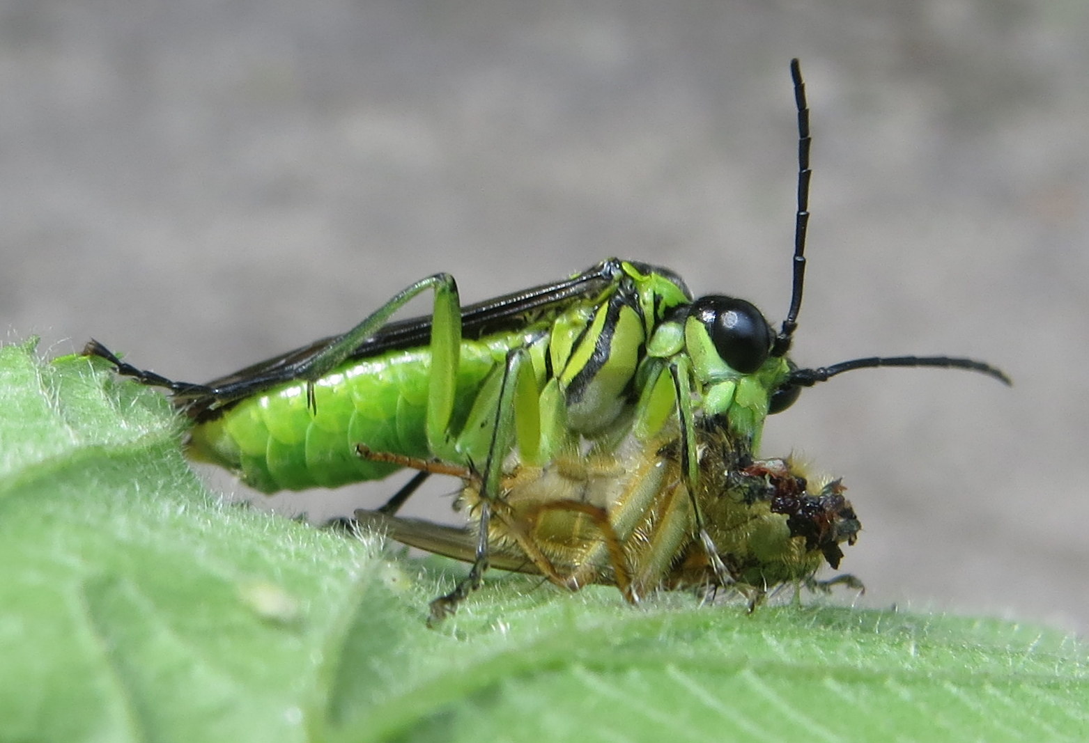 Is dit een roofvlieg?