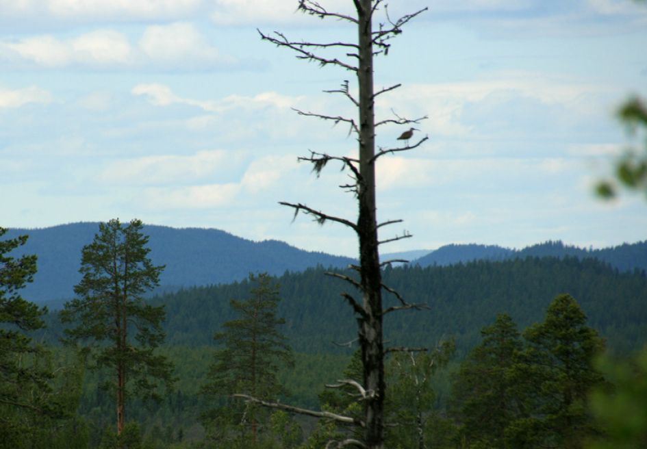 Wie kent deze vogel?