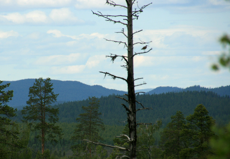 Wie kent deze vogel?