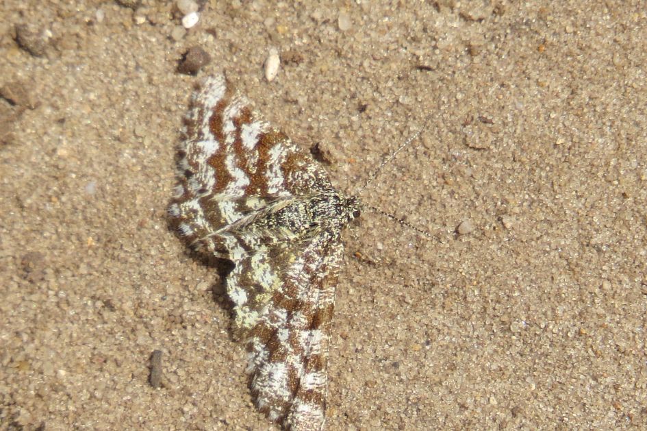 welke vlinder is dit?