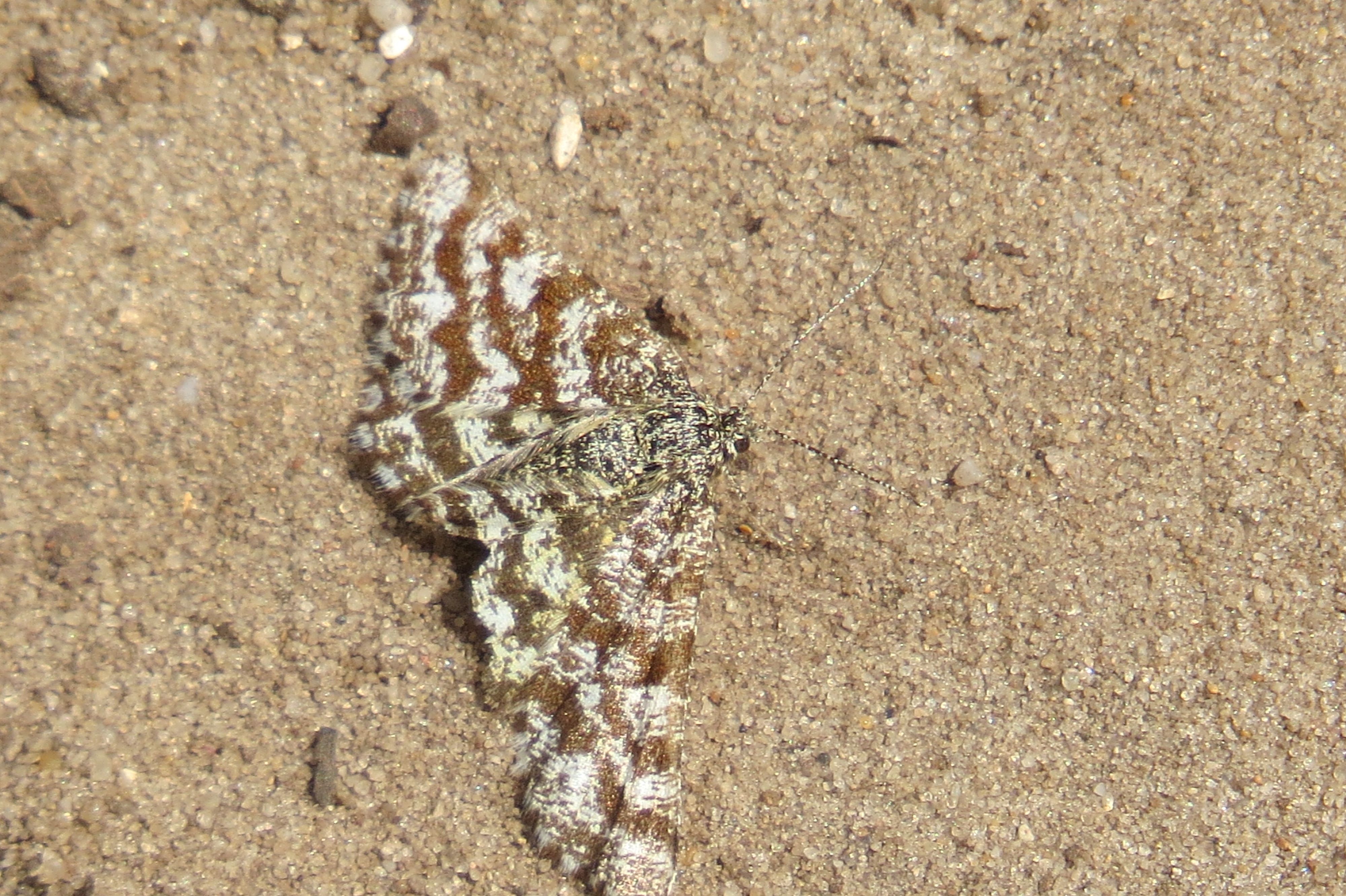 welke vlinder is dit?