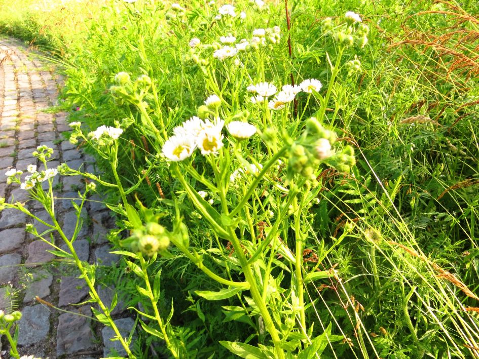 welke composiet is dit ?