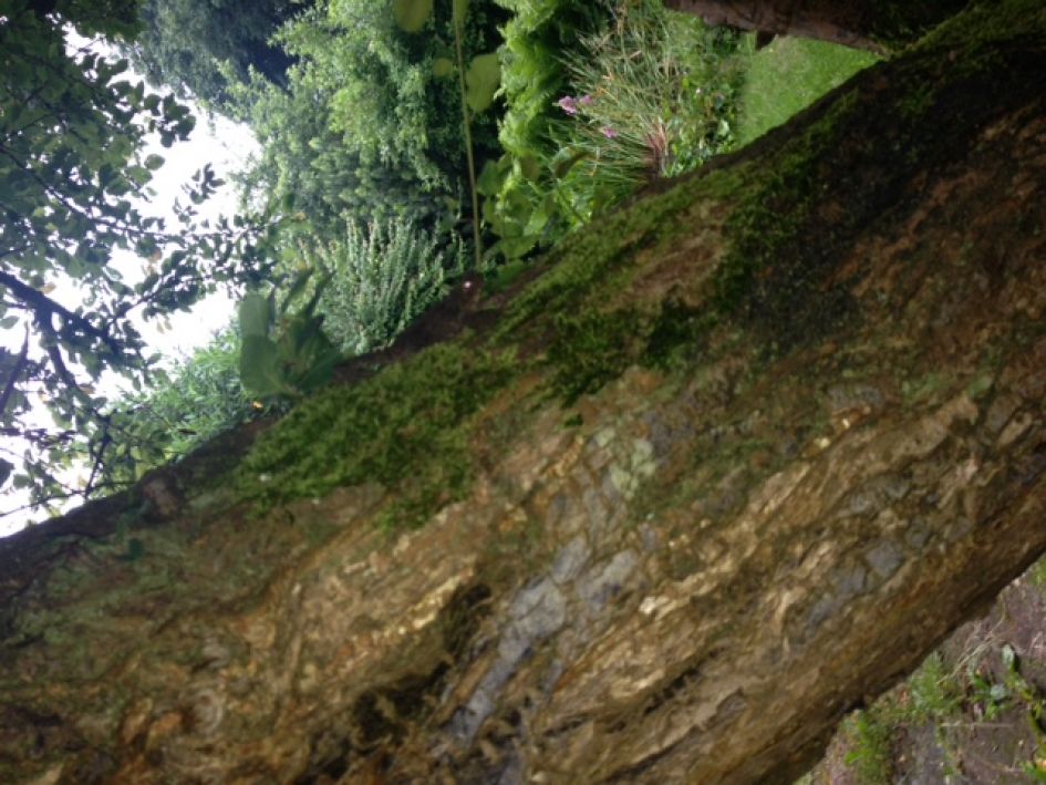 Pad die in de boom klimt?