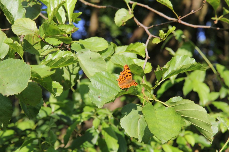 is dit een kleine vos?