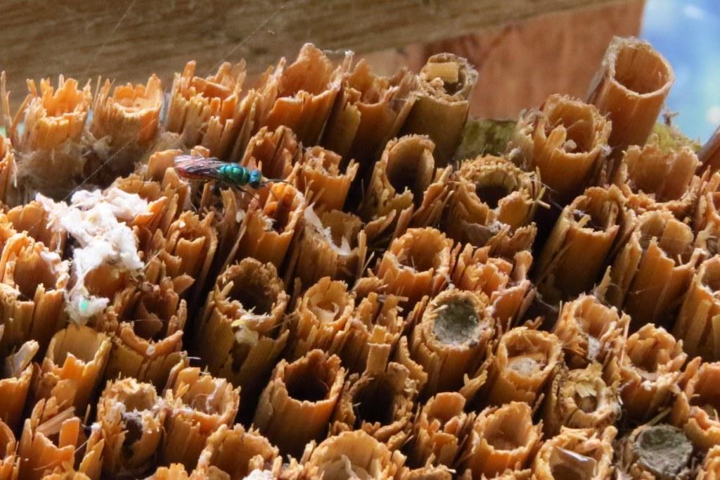 onbekende bewoners insectenhotel