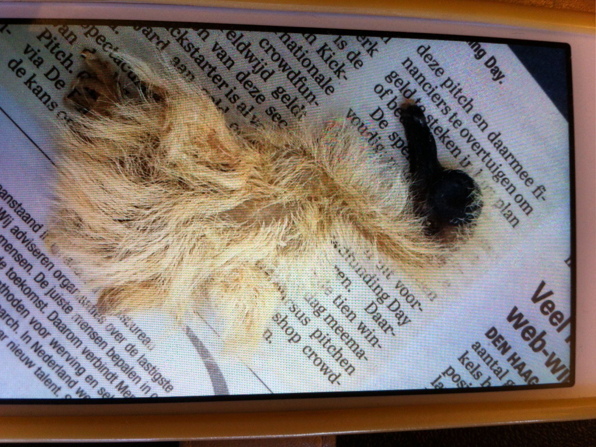 Herken jij dit mysterieuze kuiken?