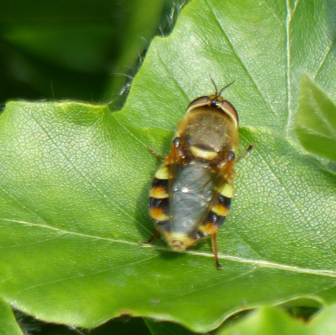 Is dit een kameleonwapenvlieg?