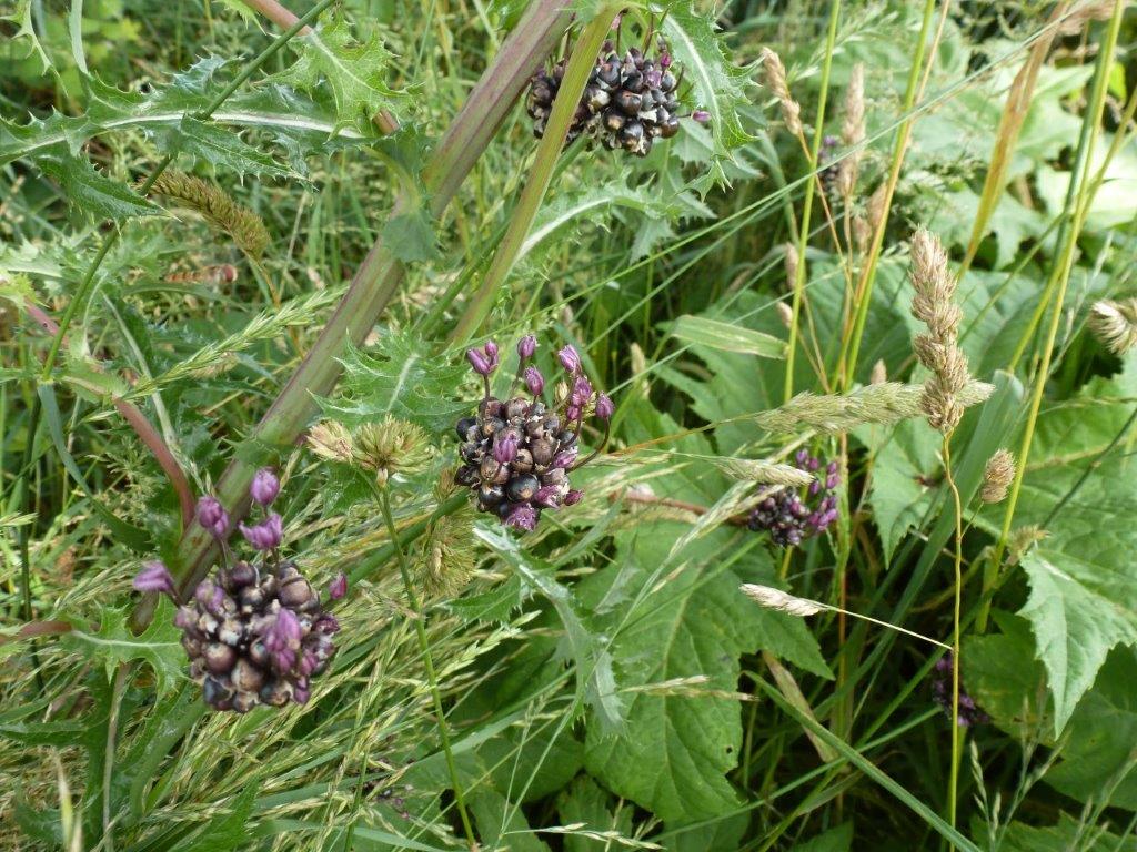 Slangenlook of kraailook en wat is het verschil?