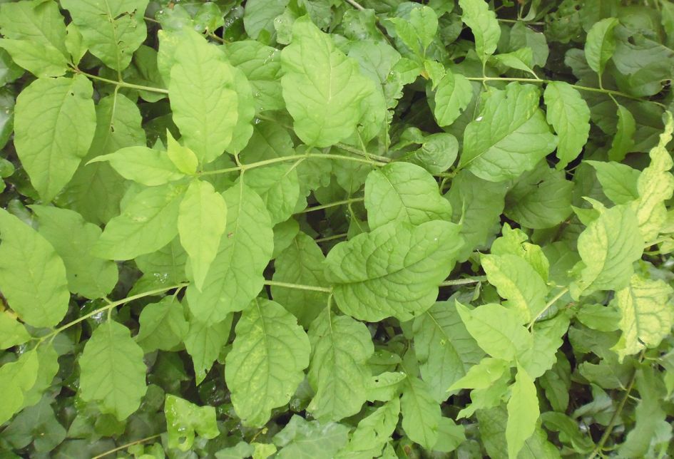 Struik grote lichtgroene bladeren