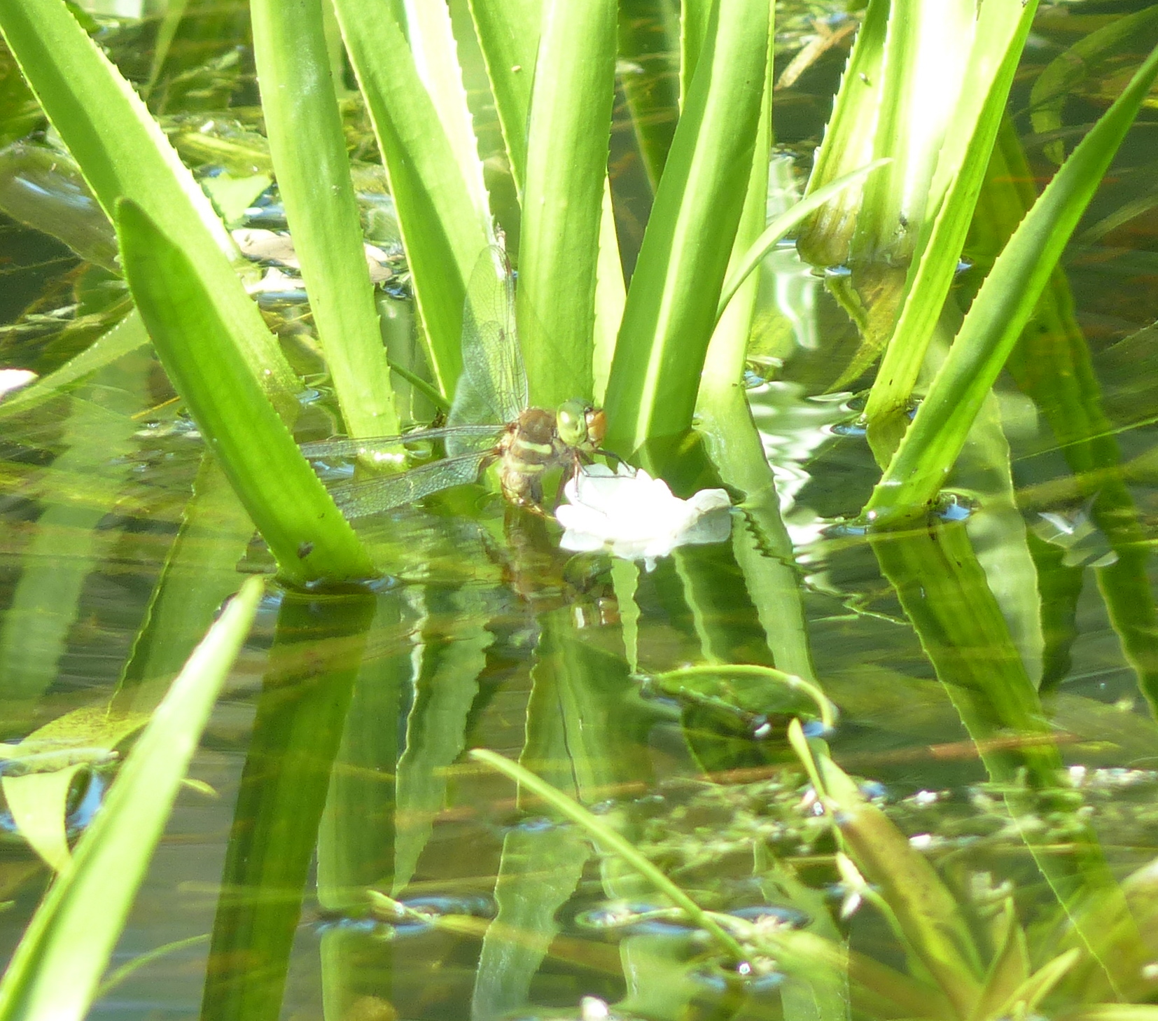 Vrouwtje zuidelijke glazenmaker of vroege glazenmaker