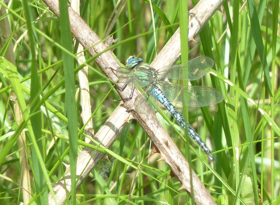 Zuidelijke glazenmaker