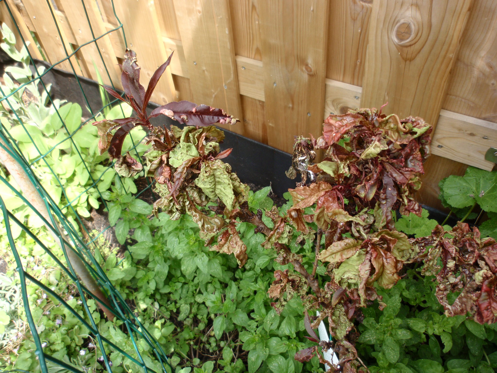 Perzikboompje met gekrulde bladeren en aangetast door...?