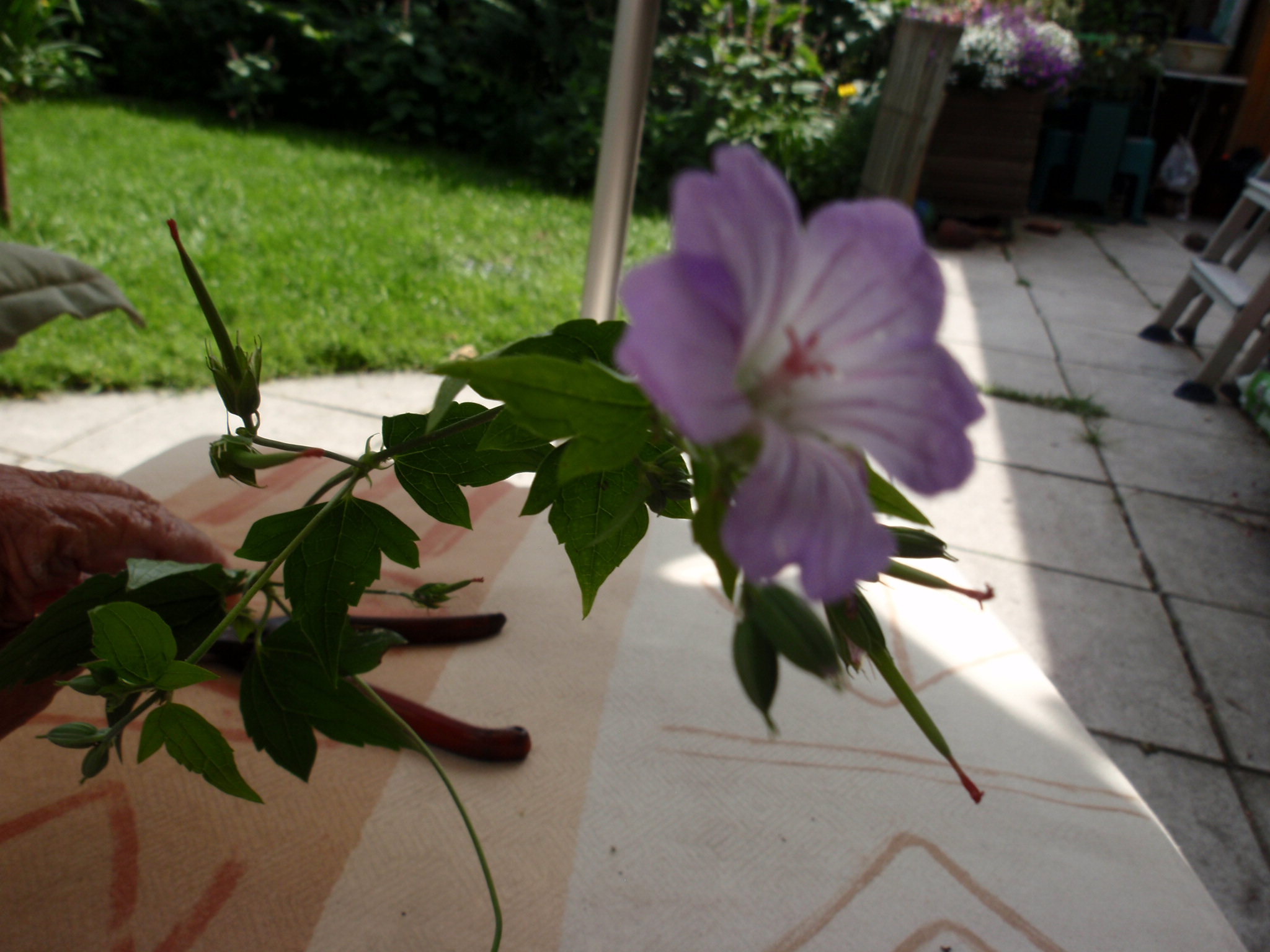 Welke plant, boem is dit?