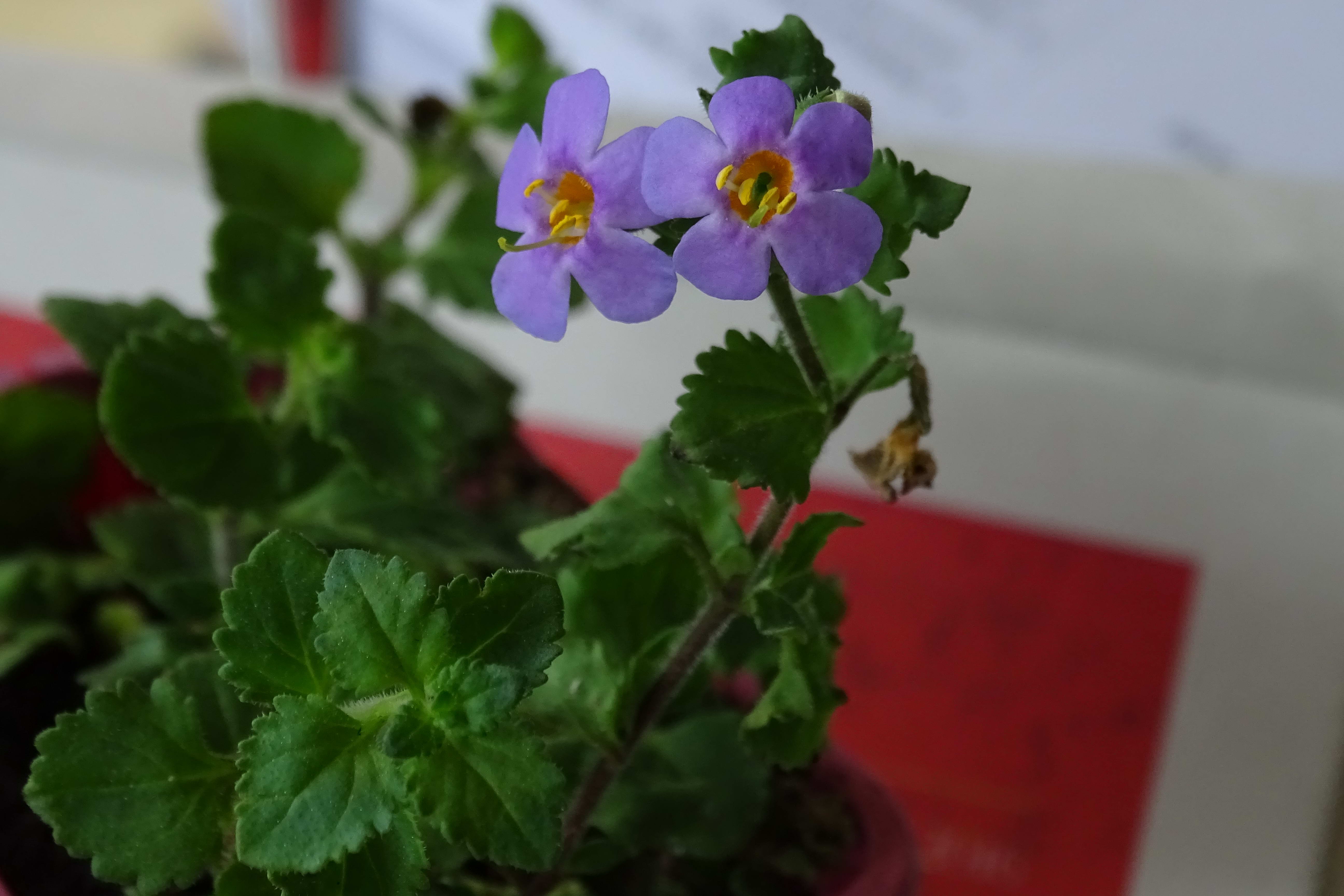 Hoe heet dit plantje?