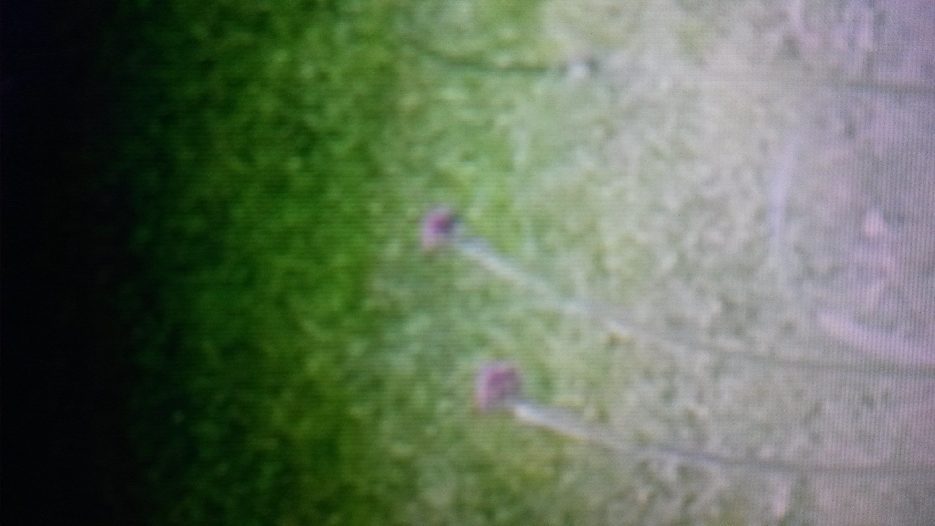 Plant in tuin-onbekend