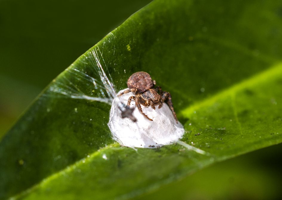 Welke spin maakt hier een cocon?