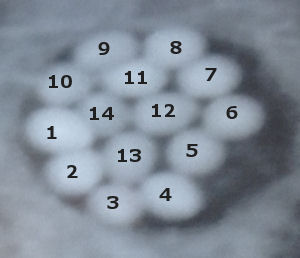 Koolmees legt nieuwe eieren tussen oude eieren