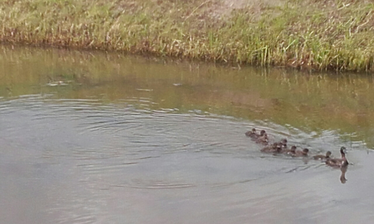 Moeder kuifeend met kleintjes.