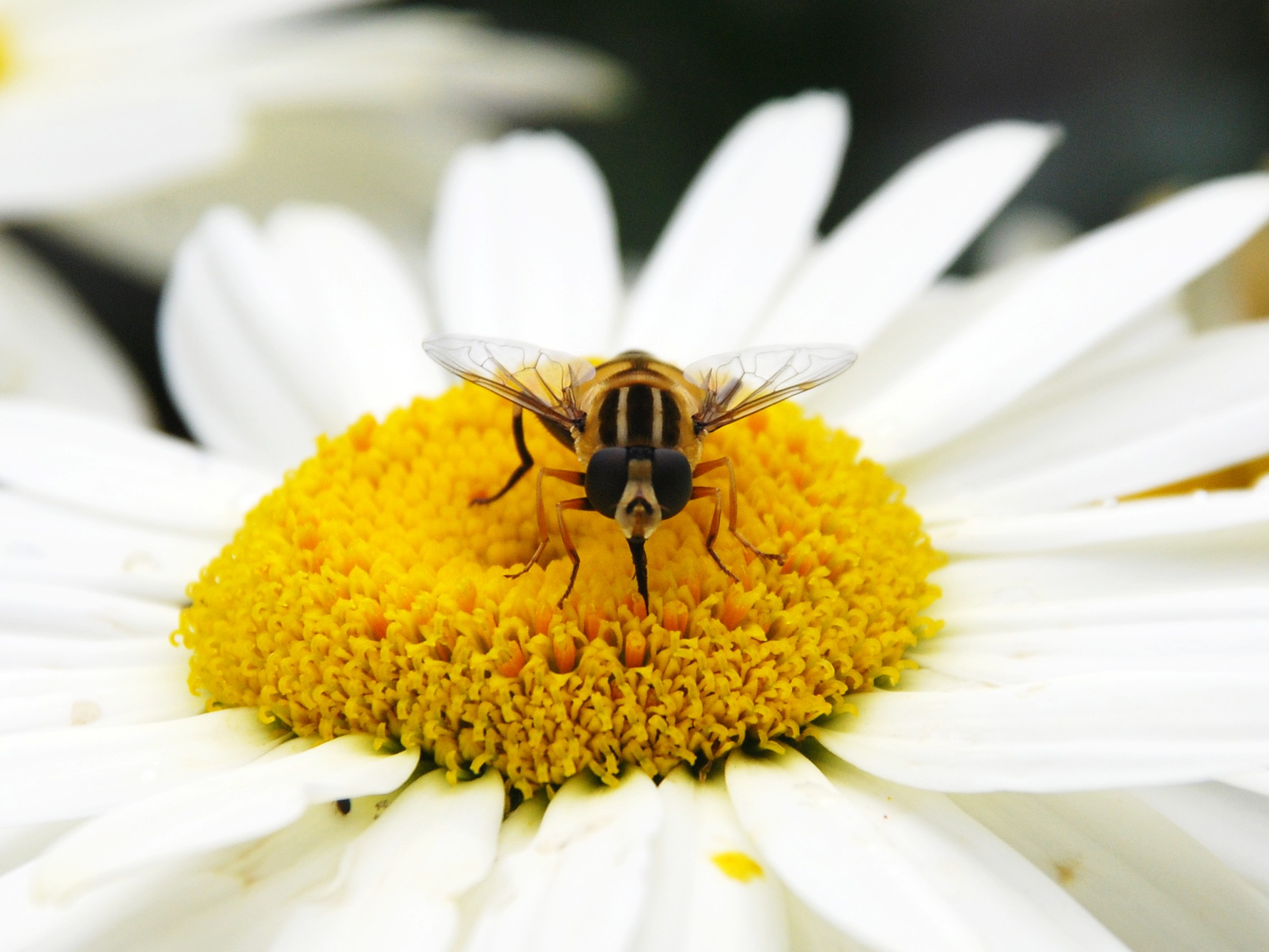 Wat voor bij is dit?