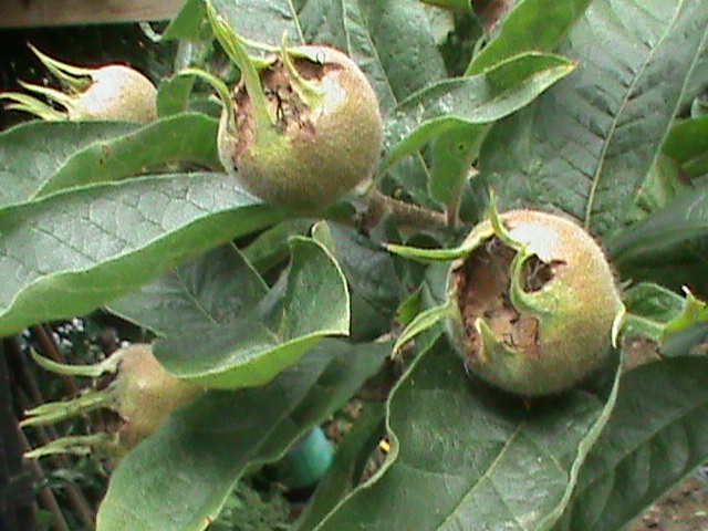 zo tor als een mispel