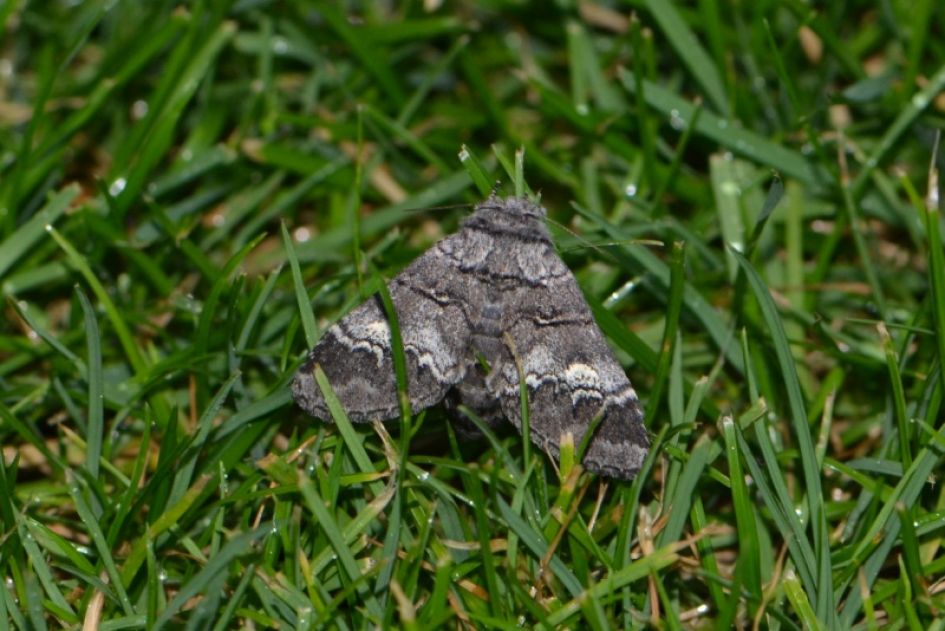 Wie kent deze vlinder?