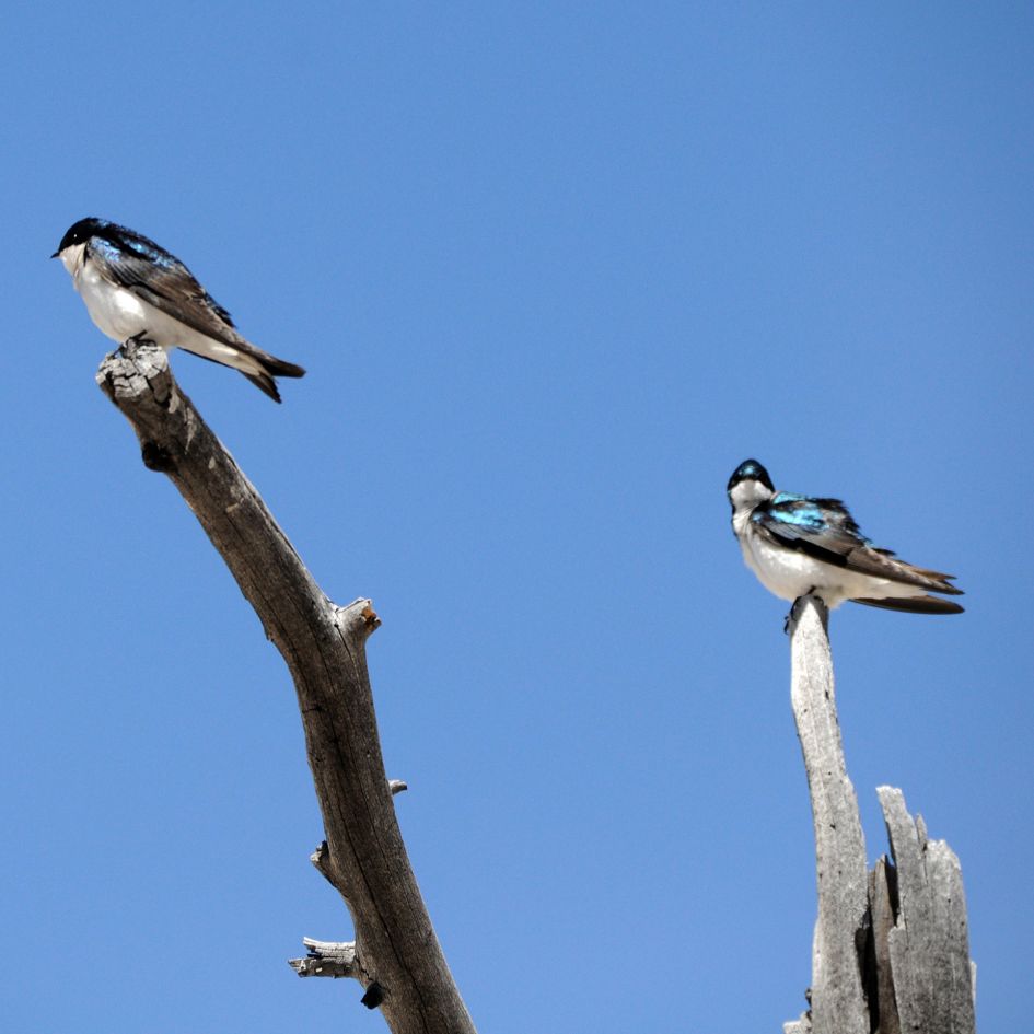 Prachtvogel gezien in Yellowstone NP