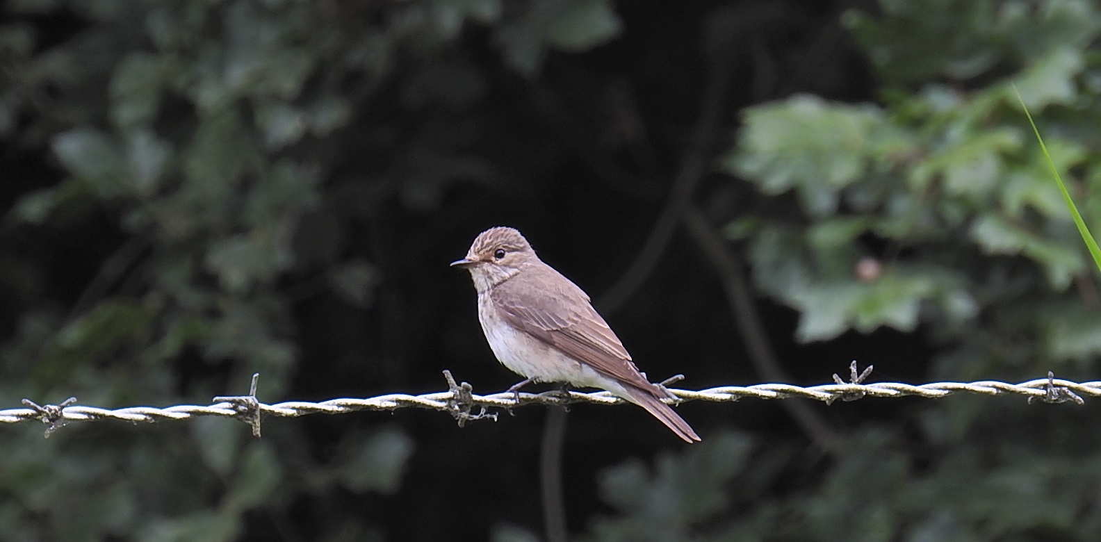 Welk klein vogeltje is dit.