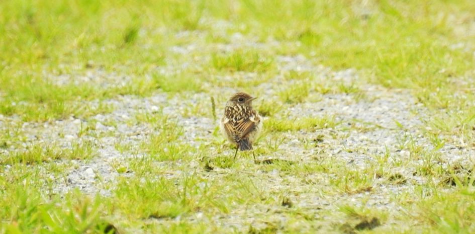Welk klein vogeltje is dit.