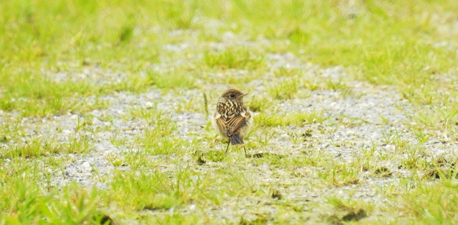 Welk klein vogeltje is dit.