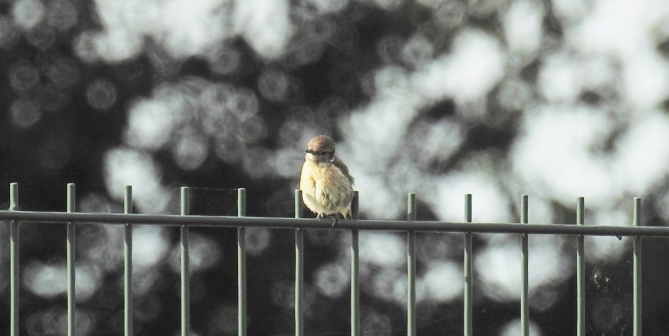 Welk klein vogeltje is dit.