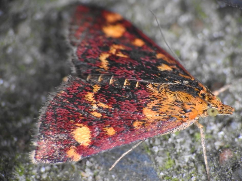 Welk vlindertje is dit?