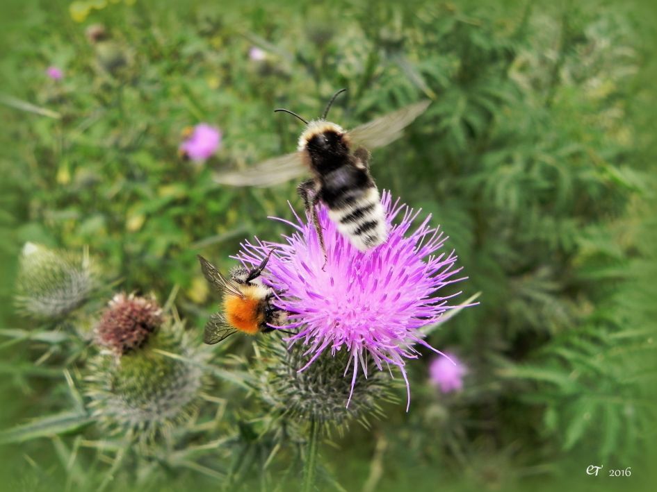 Wat is de naam van deze Hommel?