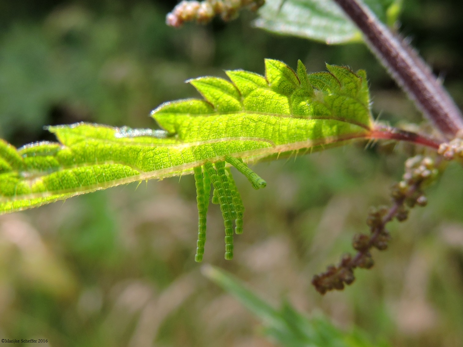 Van wie zijn deze eitjes